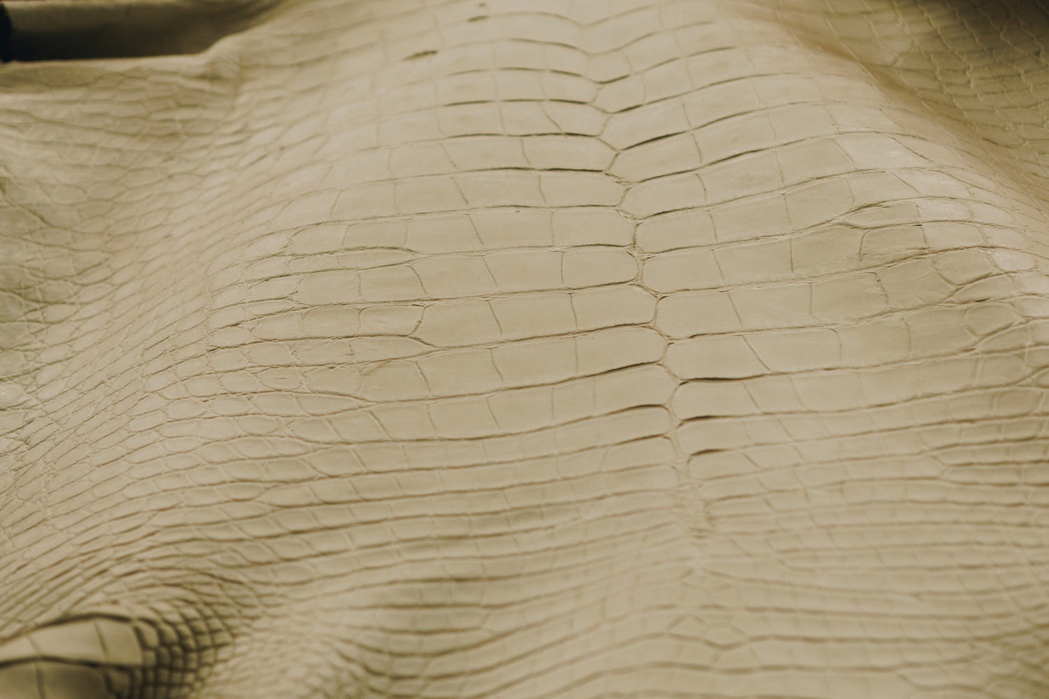 Lizard – 𝘝𝘢𝘳𝘢𝘯𝘶𝘴 𝘴𝘢𝘭𝘷𝘢𝘵𝘰𝘳