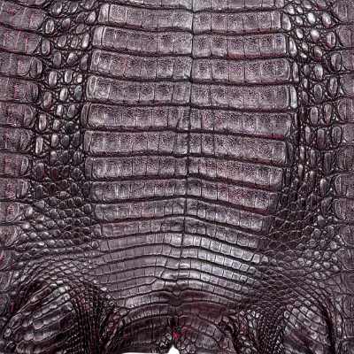 Caimán – 𝘊𝘢𝘪𝘮𝘢𝘯 𝘤𝘳𝘰𝘤𝘰𝘥𝘪𝘭𝘶𝘴