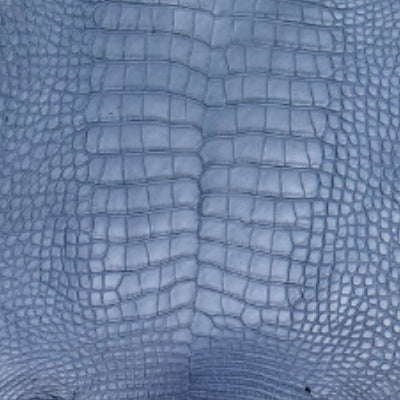 Alligator Americano – 𝘈𝘭𝘭𝘪𝘨𝘢𝘵𝘰𝘳 𝘮𝘪𝘴𝘴𝘪𝘴𝘴𝘪𝘱𝘱𝘪𝘦𝘯𝘴𝘪𝘴