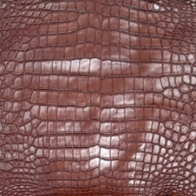 Cocodrilo del Nilo – 𝘊𝘳𝘰𝘤𝘰𝘥𝘺𝘭𝘶𝘴 𝘯𝘪𝘭𝘰𝘵𝘪𝘤𝘶𝘴