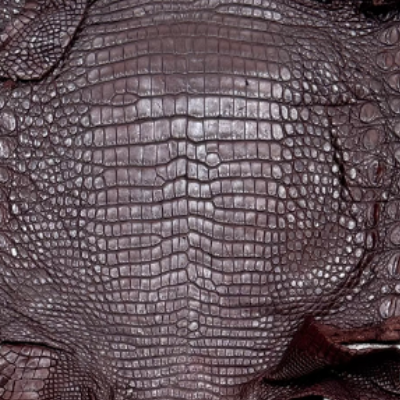 Cocodrilo Morelet – 𝘊𝘳𝘰𝘤𝘰𝘥𝘺𝘭𝘶𝘴 𝘮𝘰𝘳𝘦𝘭𝘦𝘵𝘪𝘪