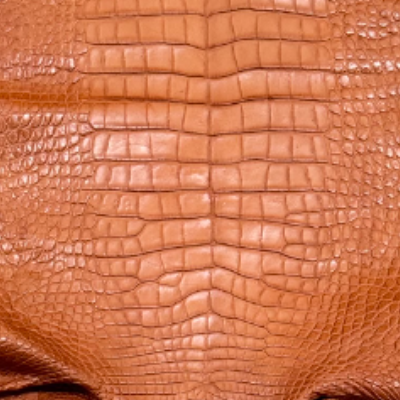 Alligator Americano – 𝘈𝘭𝘭𝘪𝘨𝘢𝘵𝘰𝘳 𝘮𝘪𝘴𝘴𝘪𝘴𝘴𝘪𝘱𝘱𝘪𝘦𝘯𝘴𝘪𝘴