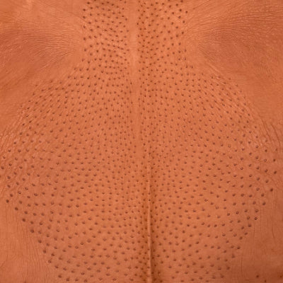 Avestruz – 𝘚𝘵𝘳𝘶𝘵𝘩𝘪𝘰 𝘤𝘢𝘮𝘦𝘭𝘶𝘴