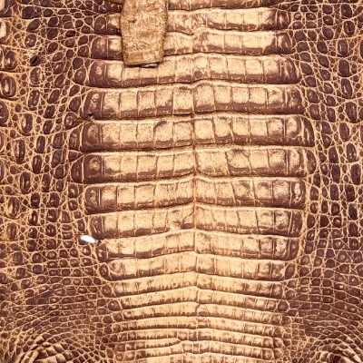 Caimán – 𝘊𝘢𝘪𝘮𝘢𝘯 𝘤𝘳𝘰𝘤𝘰𝘥𝘪𝘭𝘶𝘴