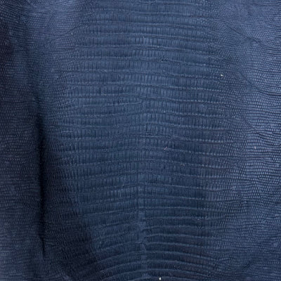 Lizard Teju / Tegu – 𝘛𝘶𝘱𝘪𝘯𝘢𝘮𝘣𝘪𝘴