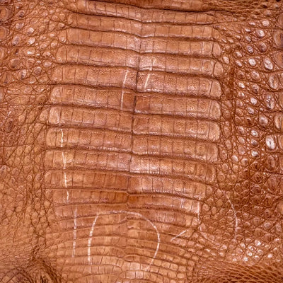 Caimán – 𝘊𝘢𝘪𝘮𝘢𝘯 𝘤𝘳𝘰𝘤𝘰𝘥𝘪𝘭𝘶𝘴