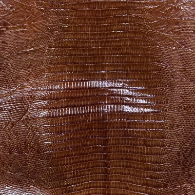 Lizard Teju / Tegu – 𝘛𝘶𝘱𝘪𝘯𝘢𝘮𝘣𝘪𝘴