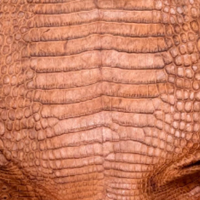 Cocodrilo del Nilo – 𝘊𝘳𝘰𝘤𝘰𝘥𝘺𝘭𝘶𝘴 𝘯𝘪𝘭𝘰𝘵𝘪𝘤𝘶𝘴