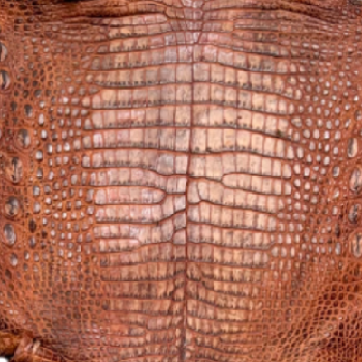 Cocodrilo Morelet – 𝘊𝘳𝘰𝘤𝘰𝘥𝘺𝘭𝘶𝘴 𝘮𝘰𝘳𝘦𝘭𝘦𝘵𝘪𝘪