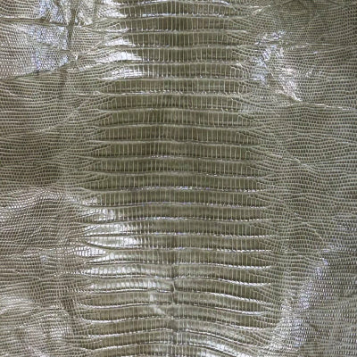 Lizard Teju / Tegu – 𝘛𝘶𝘱𝘪𝘯𝘢𝘮𝘣𝘪𝘴