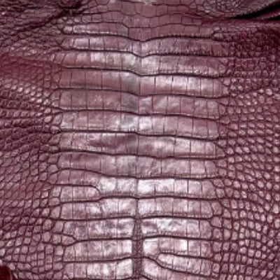 Alligator Americano – 𝘈𝘭𝘭𝘪𝘨𝘢𝘵𝘰𝘳 𝘮𝘪𝘴𝘴𝘪𝘴𝘴𝘪𝘱𝘱𝘪𝘦𝘯𝘴𝘪𝘴