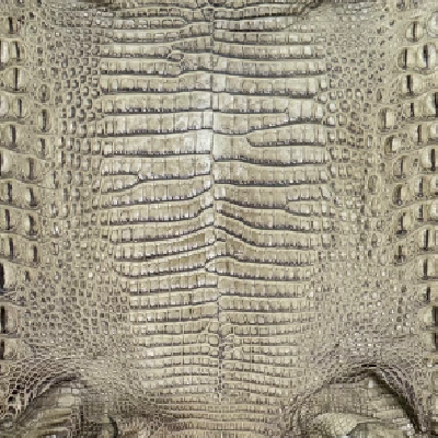 Cocodrilo Morelet – 𝘊𝘳𝘰𝘤𝘰𝘥𝘺𝘭𝘶𝘴 𝘮𝘰𝘳𝘦𝘭𝘦𝘵𝘪𝘪